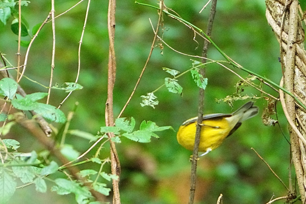 Blue-winged Warbler - ML640630224