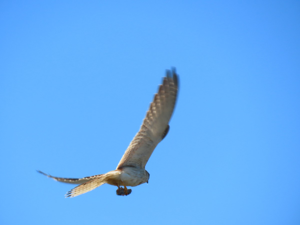 Nankeen Kestrel - ML640630368