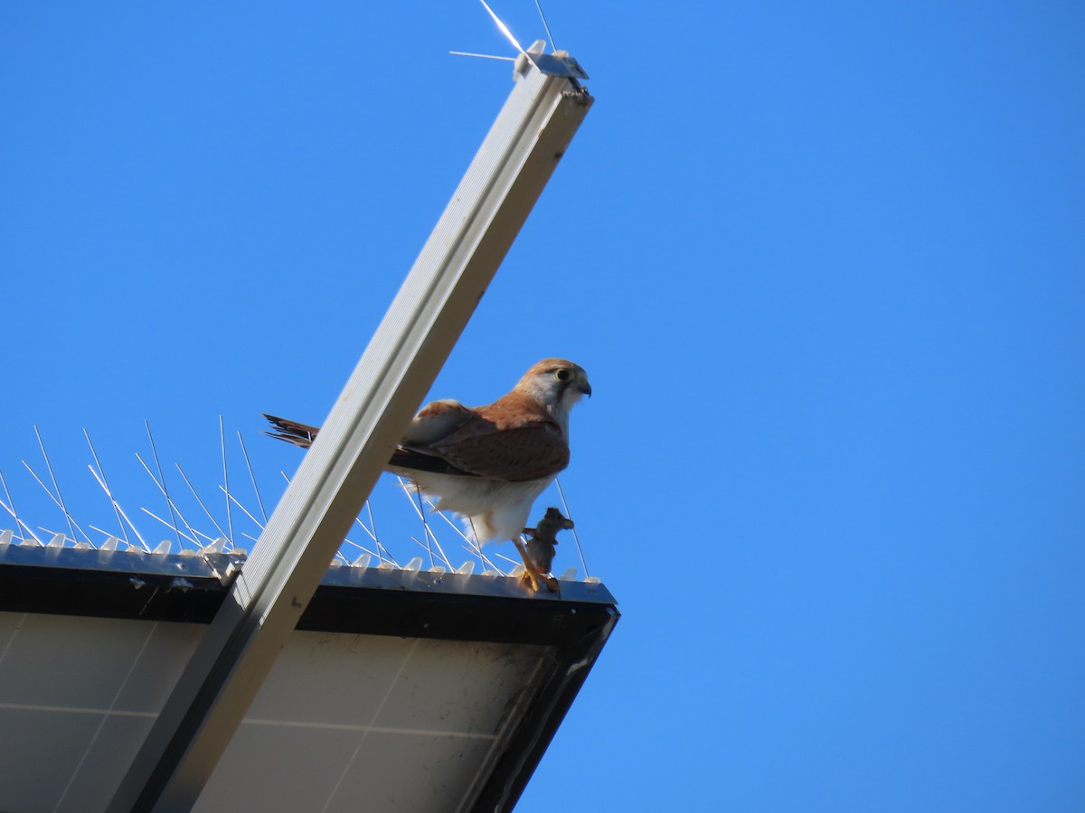 Nankeen Kestrel - ML640630369