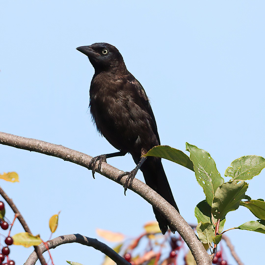 Common Grackle - ML640630383