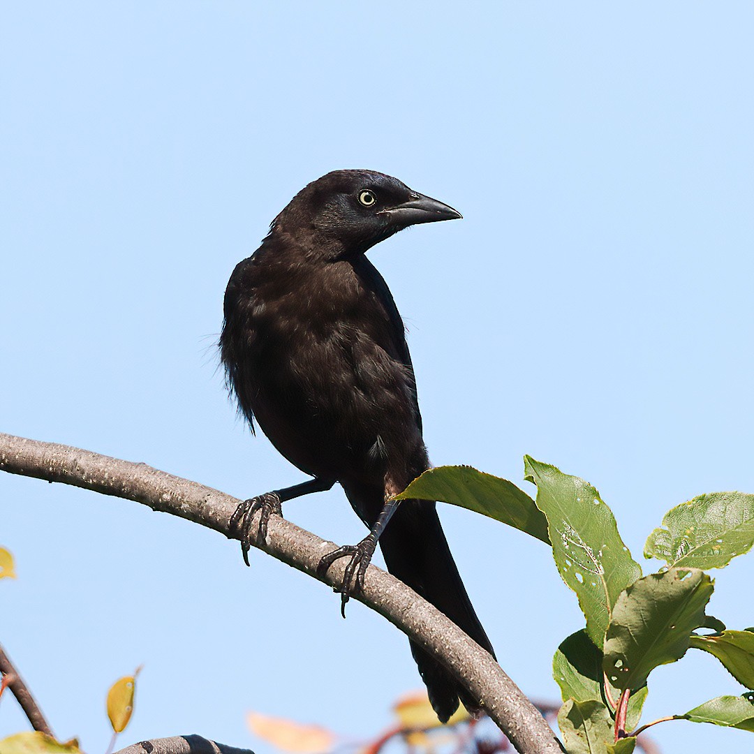Common Grackle - ML640630385