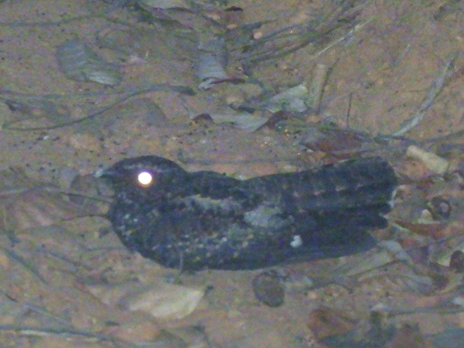 Trauernachtschwalbe - ML640630416