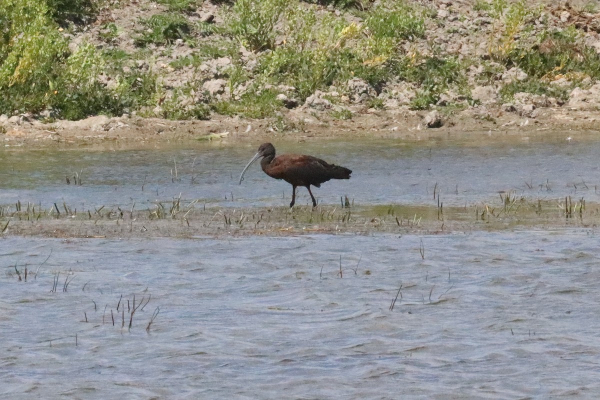 White-faced Ibis - ML640630434