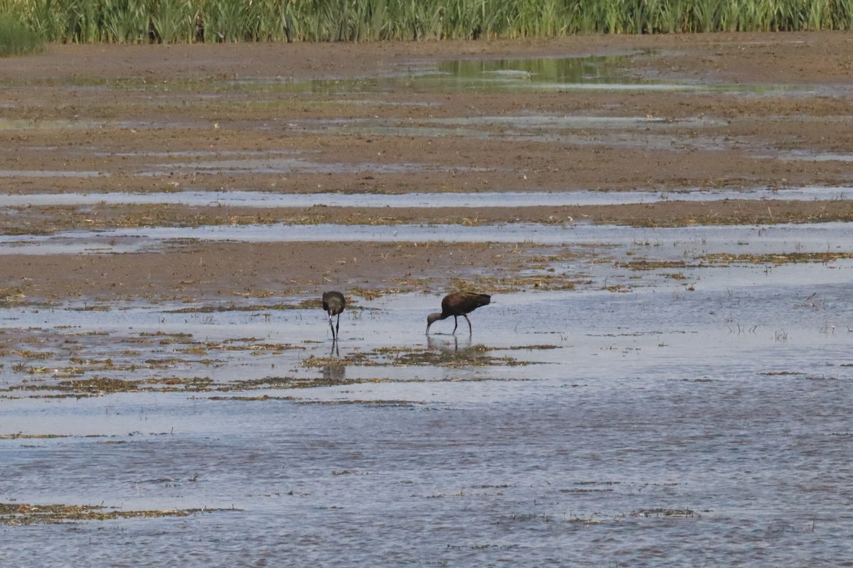 White-faced Ibis - ML640630436