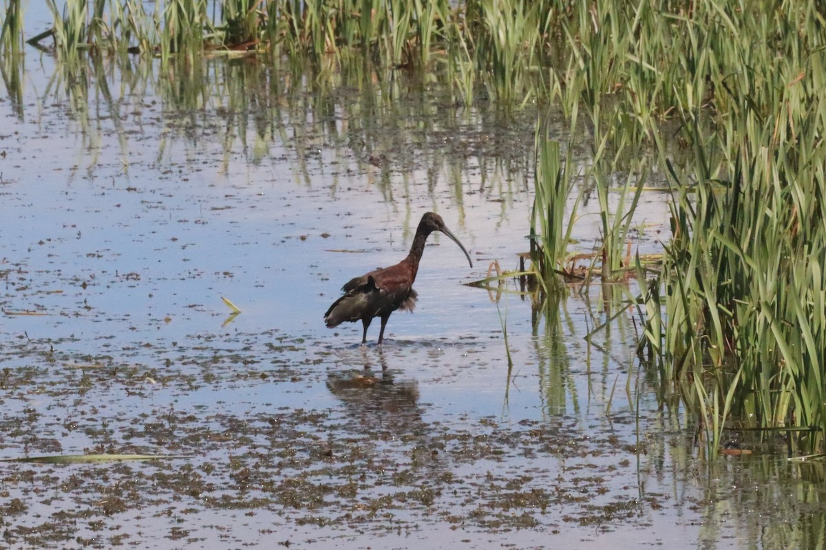 White-faced Ibis - ML640630439