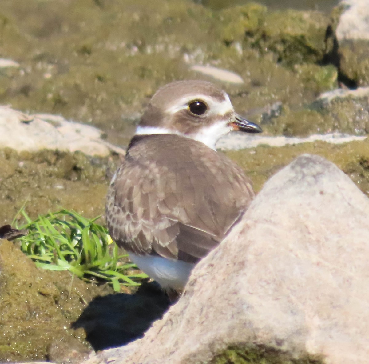Semipalmated Plover - ML640630531