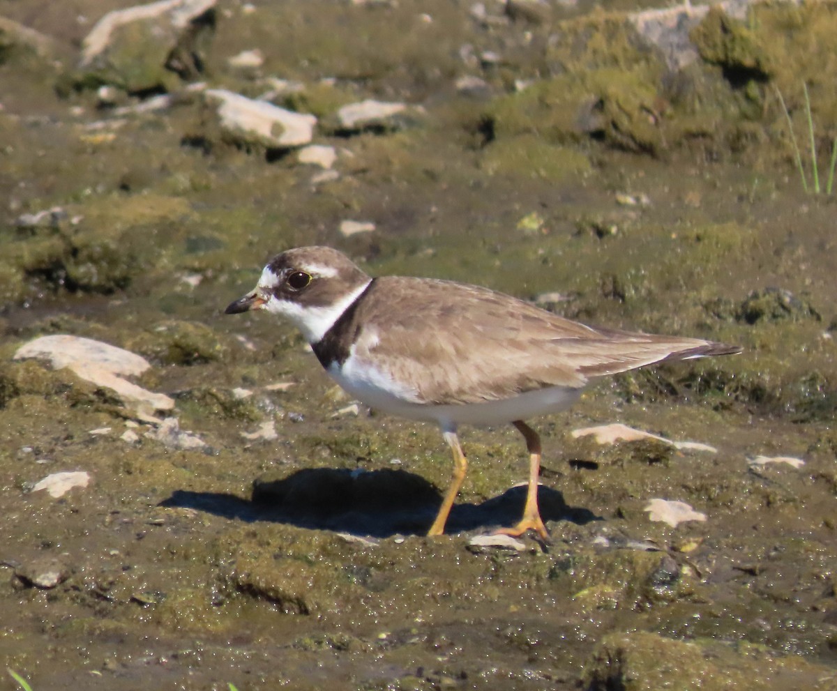 Semipalmated Plover - ML640630532