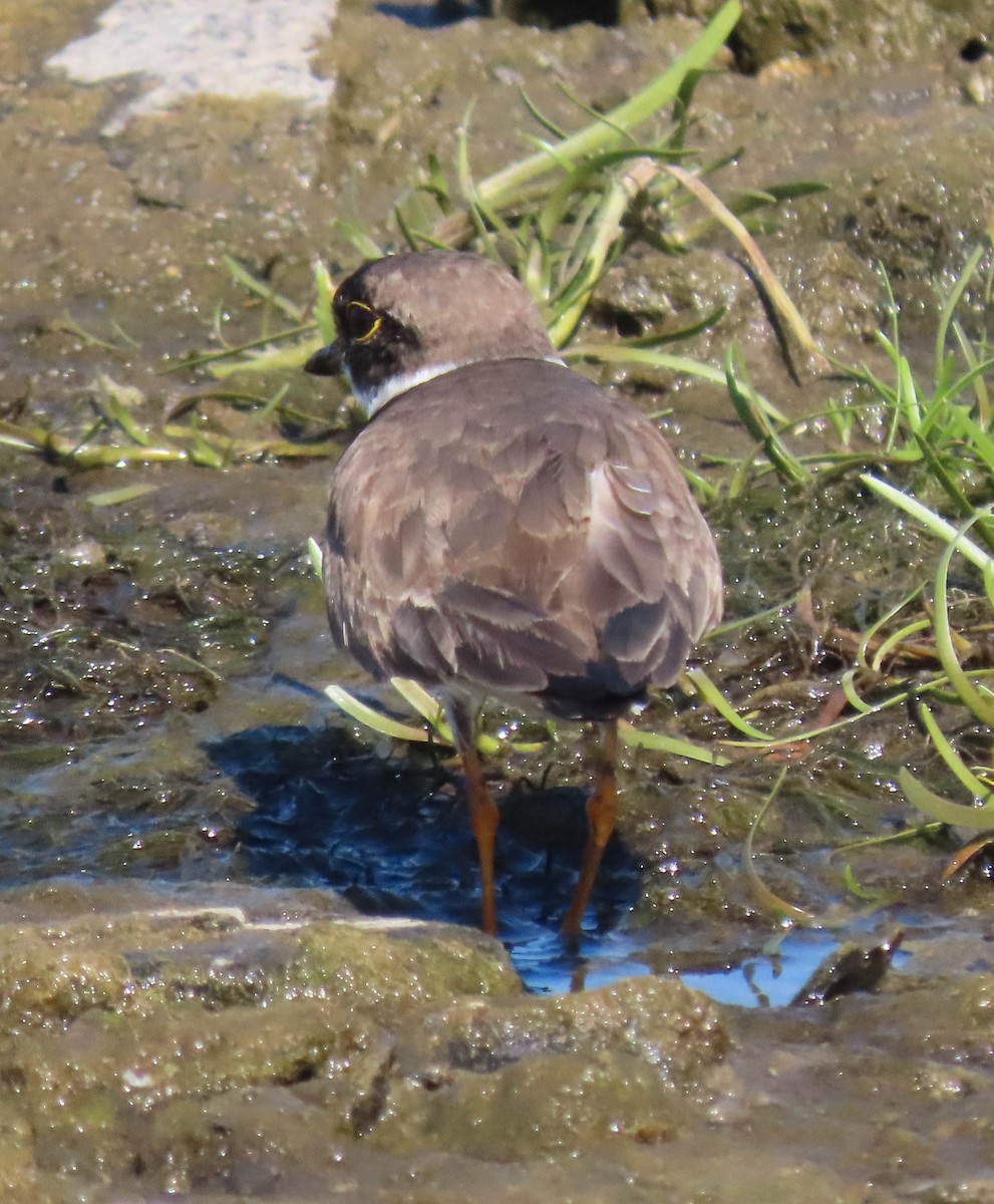 Semipalmated Plover - ML640630533