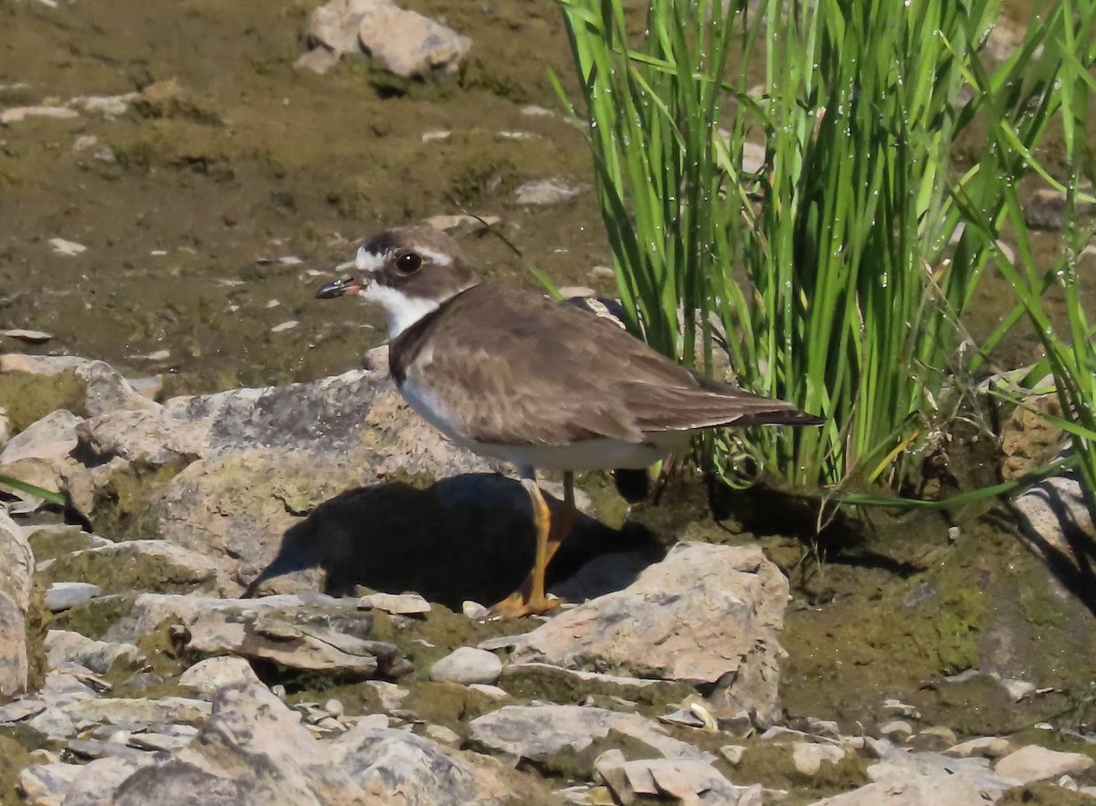 Semipalmated Plover - ML640630534