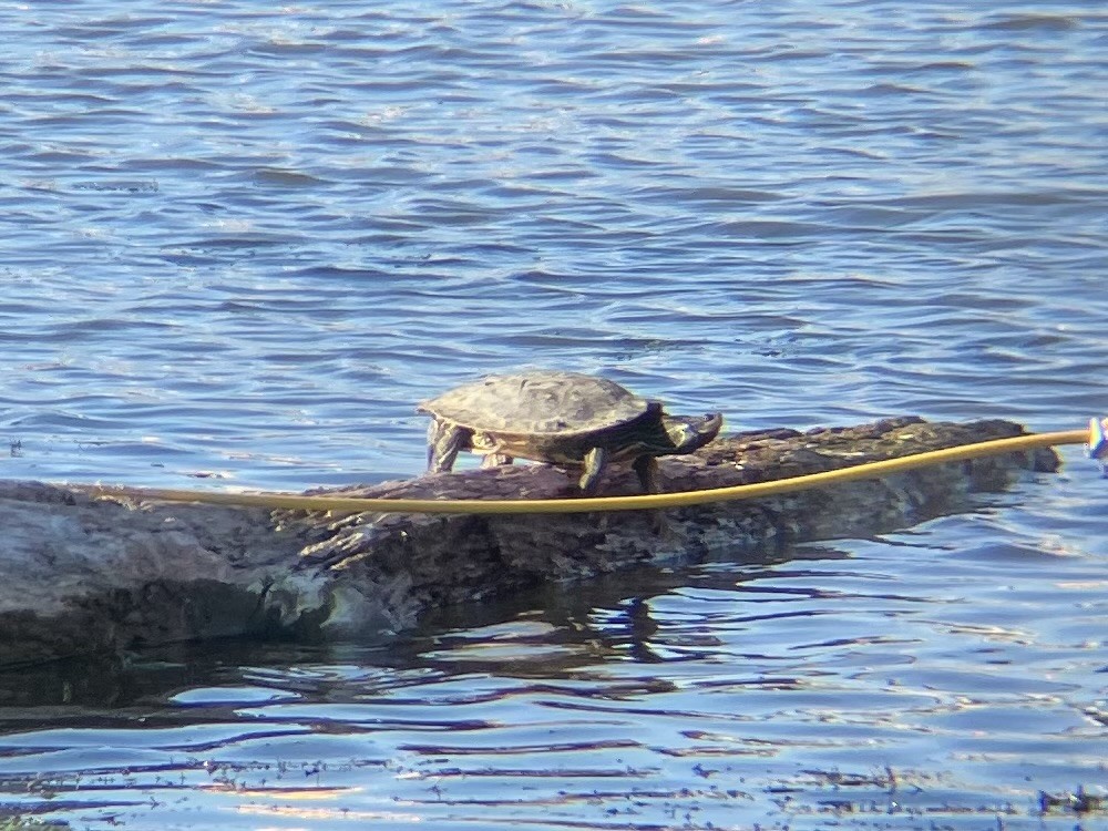 Northern Map Turtle - ML640630554