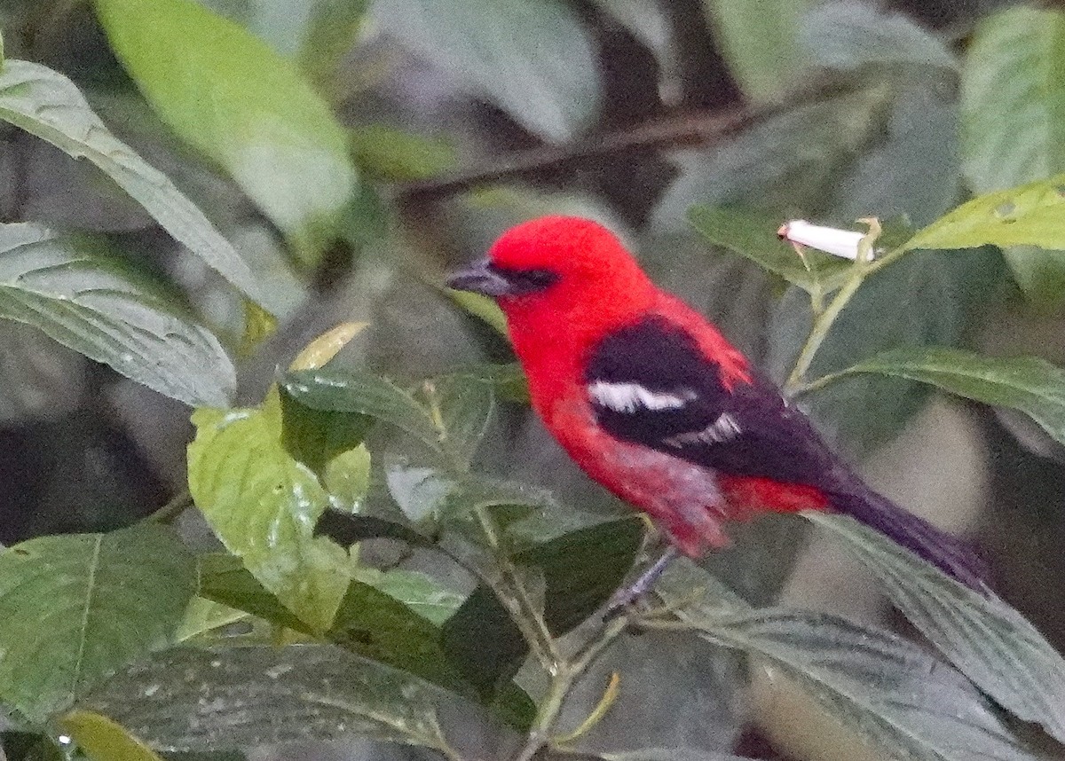 White-winged Tanager - ML640630589