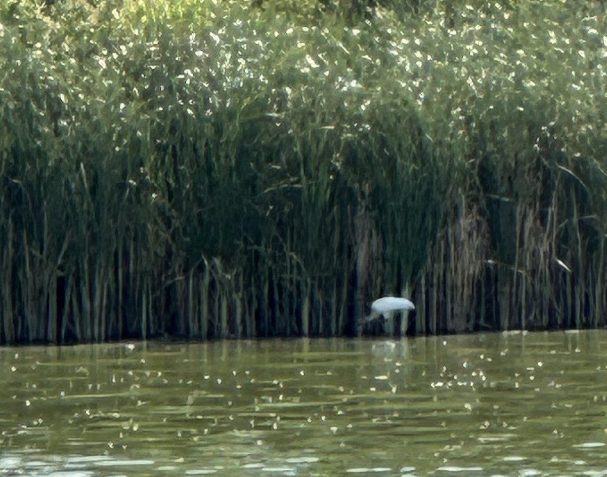 Wood Stork - ML640630620
