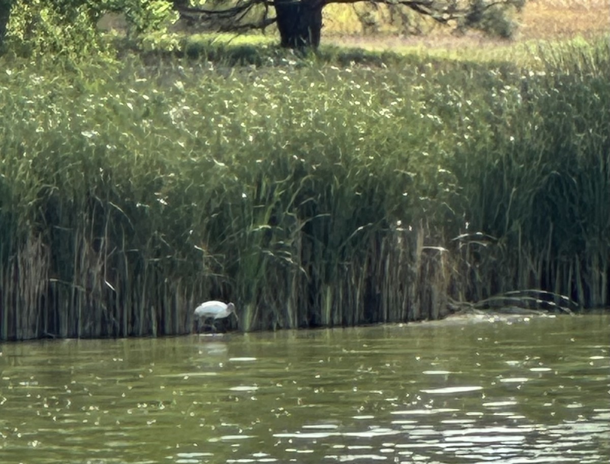 Wood Stork - ML640630621