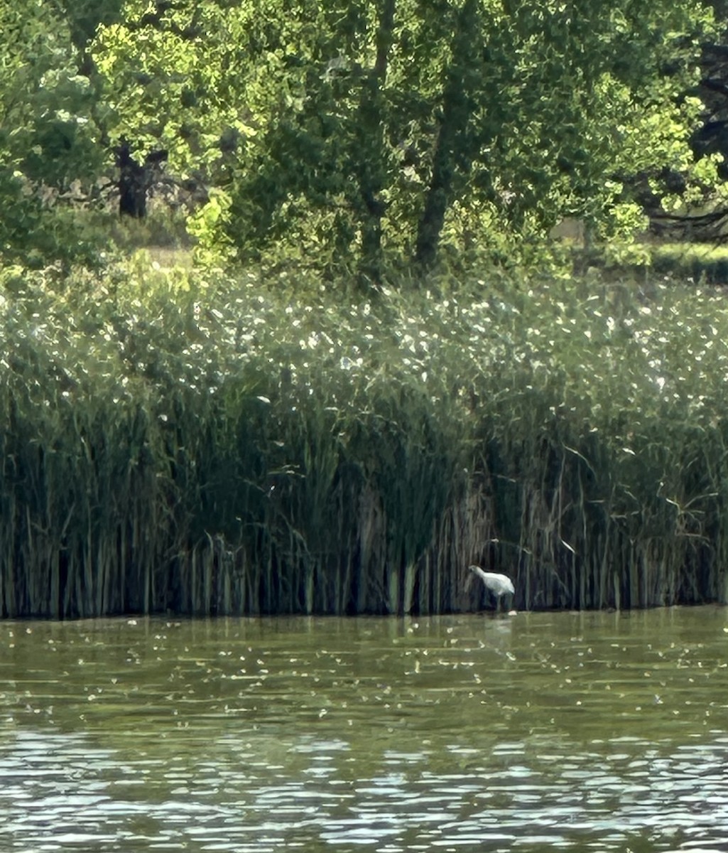 Wood Stork - ML640630622