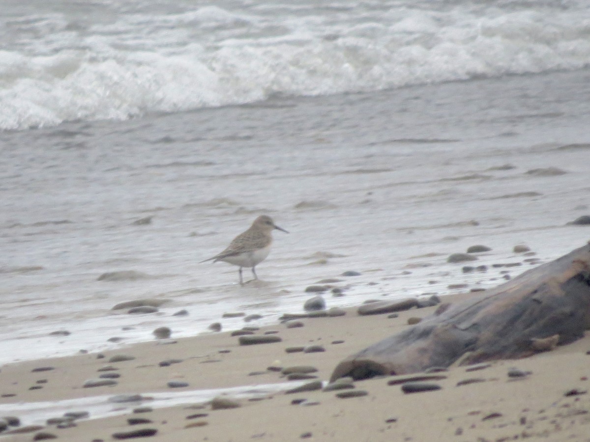 Bairdstrandläufer - ML640630646