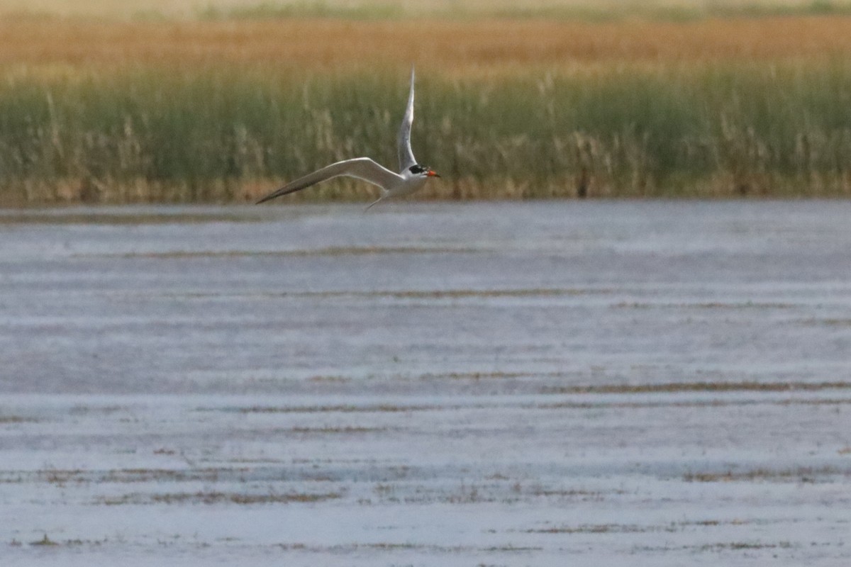 Forster's Tern - ML640630757