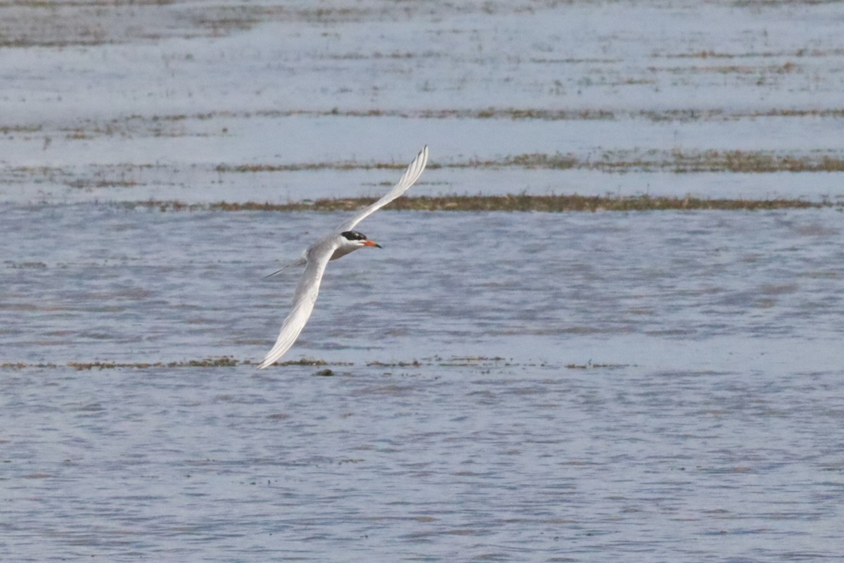 Forster's Tern - ML640630758
