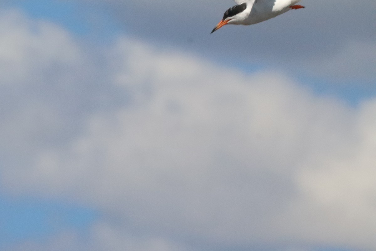 Forster's Tern - ML640630759