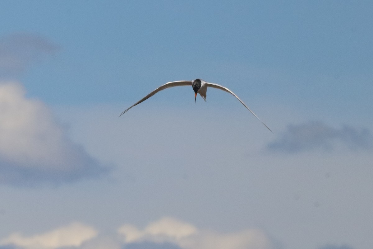 Forster's Tern - ML640630760