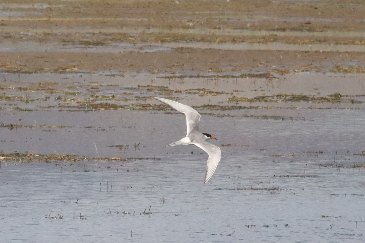 Forster's Tern - ML640630763