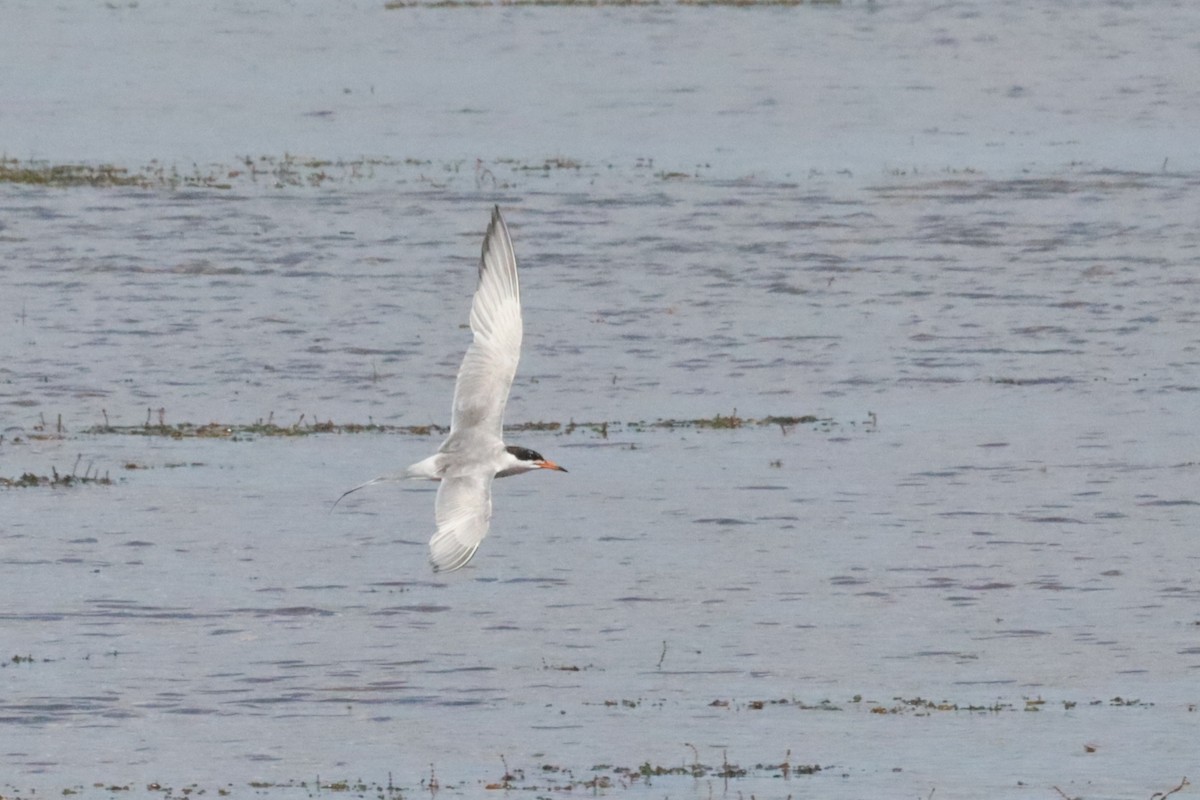 Forster's Tern - ML640630764