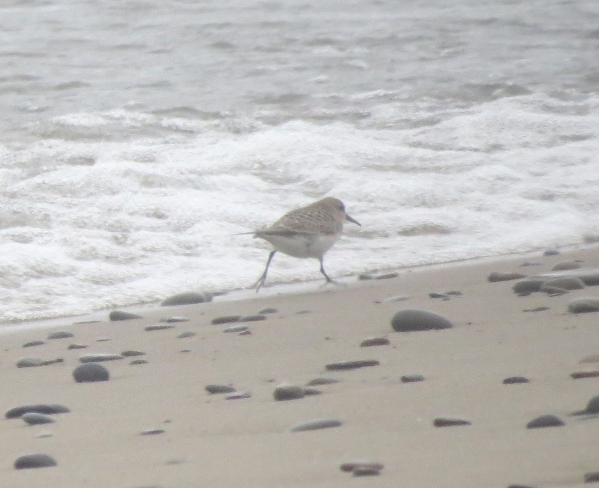 Bairdstrandläufer - ML640630774