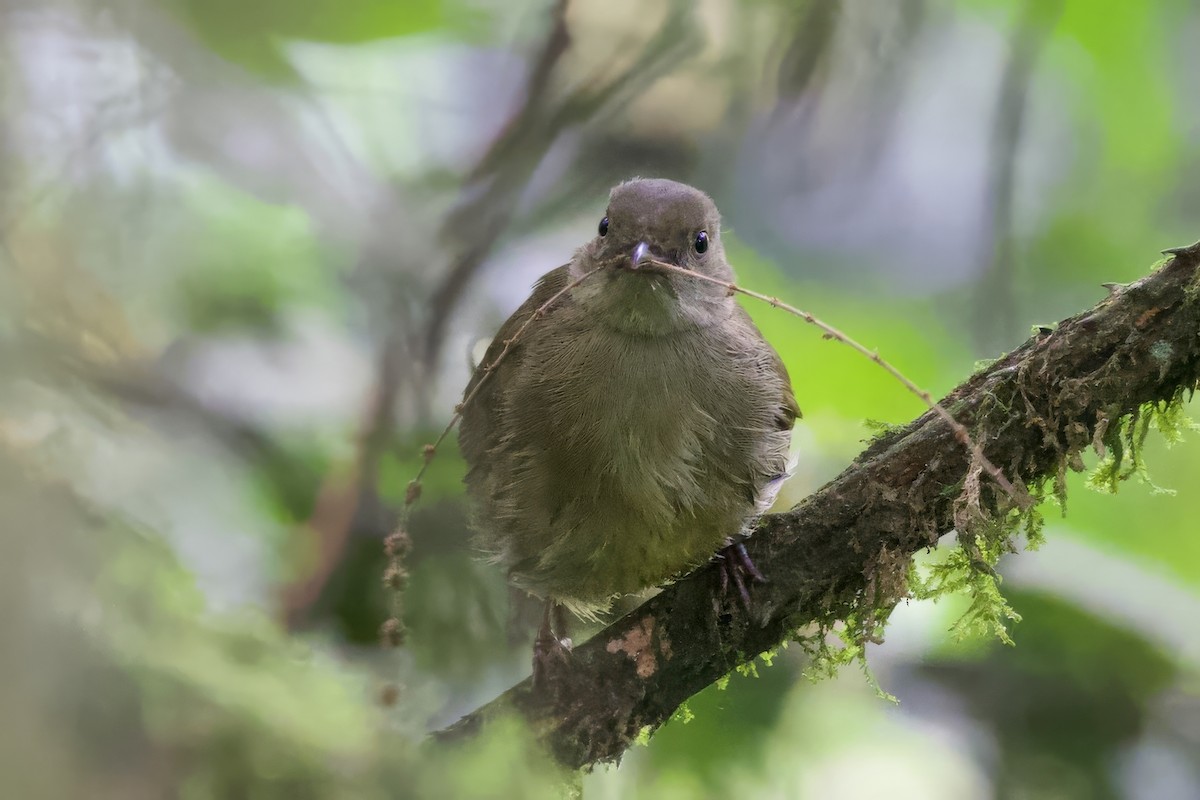 Little Greenbul - ML640630808