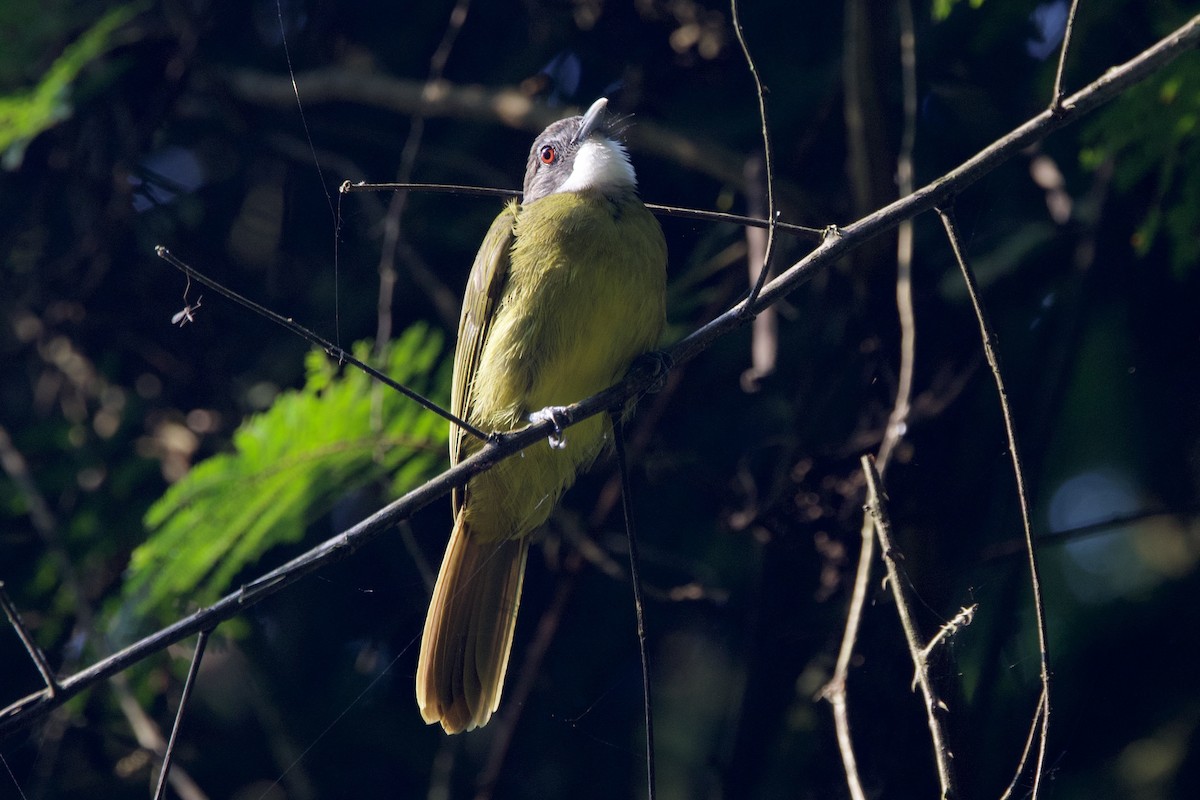 Red-tailed Greenbul - ML640630844