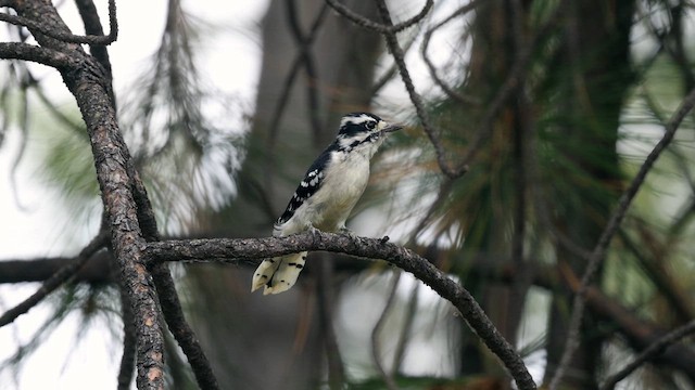 Downy Woodpecker (Rocky Mts.) - ML640630846