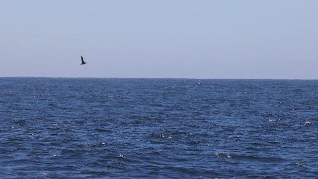 Black-footed Albatross - ML640630853
