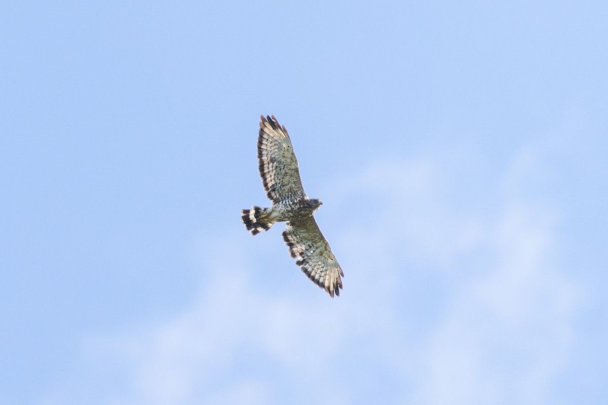 Broad-winged Hawk - ML640630901