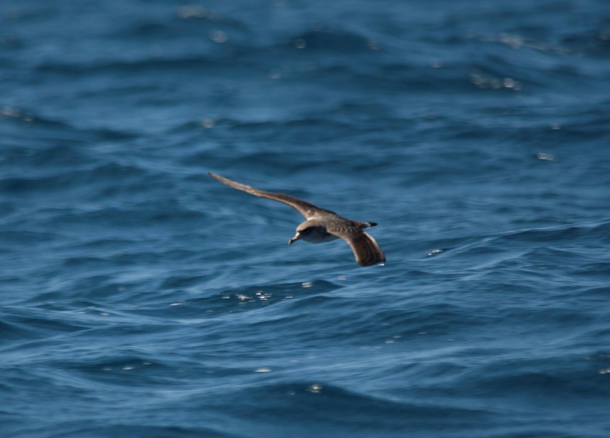 Cory's/Scopoli's Shearwater - ML64063091