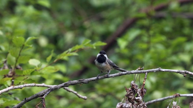 Black-capped Chickadee - ML640630924