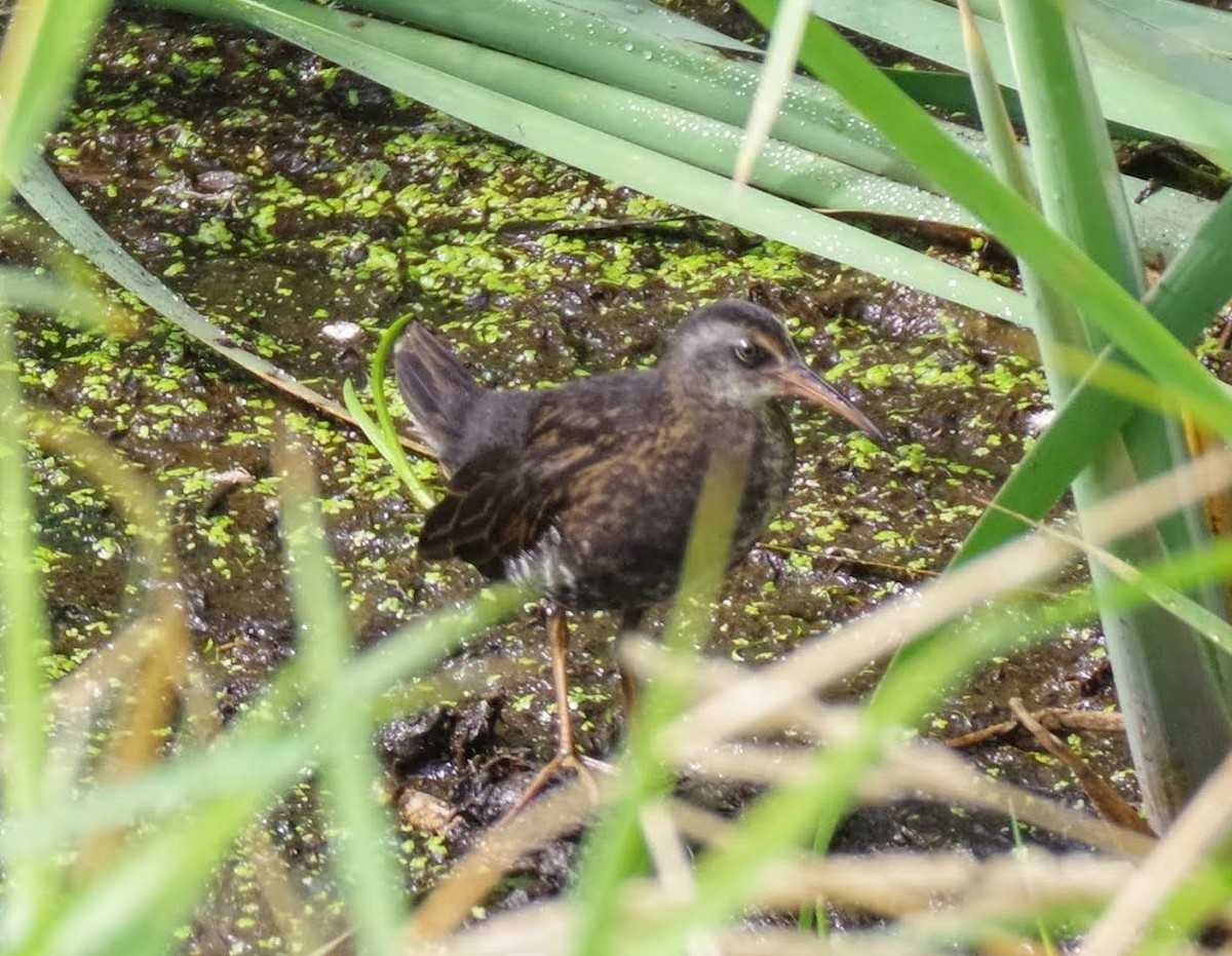 chřástal virginský - ML640630946