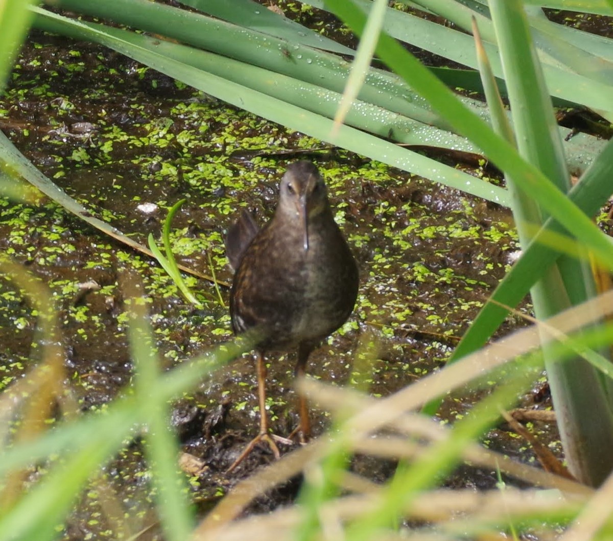 chřástal virginský - ML640630947