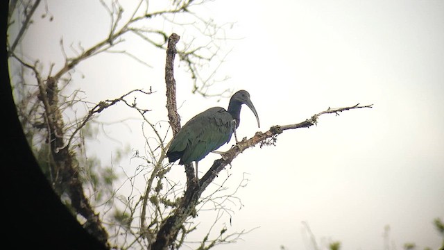 Green Ibis - ML640630976