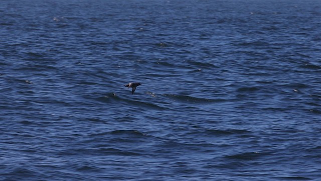 Gabai iluna - ML640630979