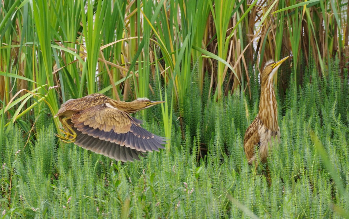 bukač severoamerický - ML640630980
