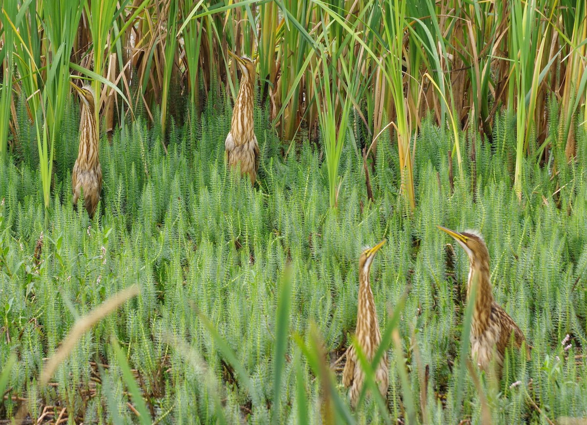 bukač severoamerický - ML640630981