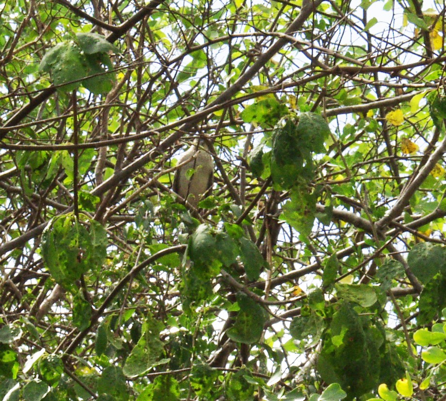 bahamasspottefugl - ML640631004