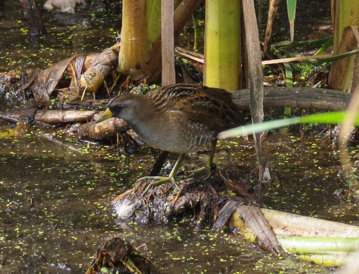 chřástal karolínský - ML640631028