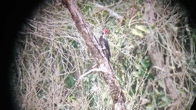 Lineated Woodpecker - ML640631029