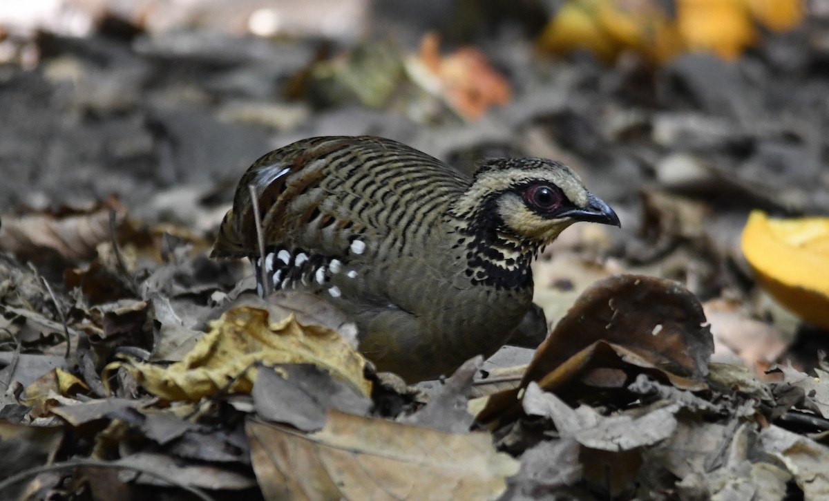 Bar-backed Partridge - ML640631045