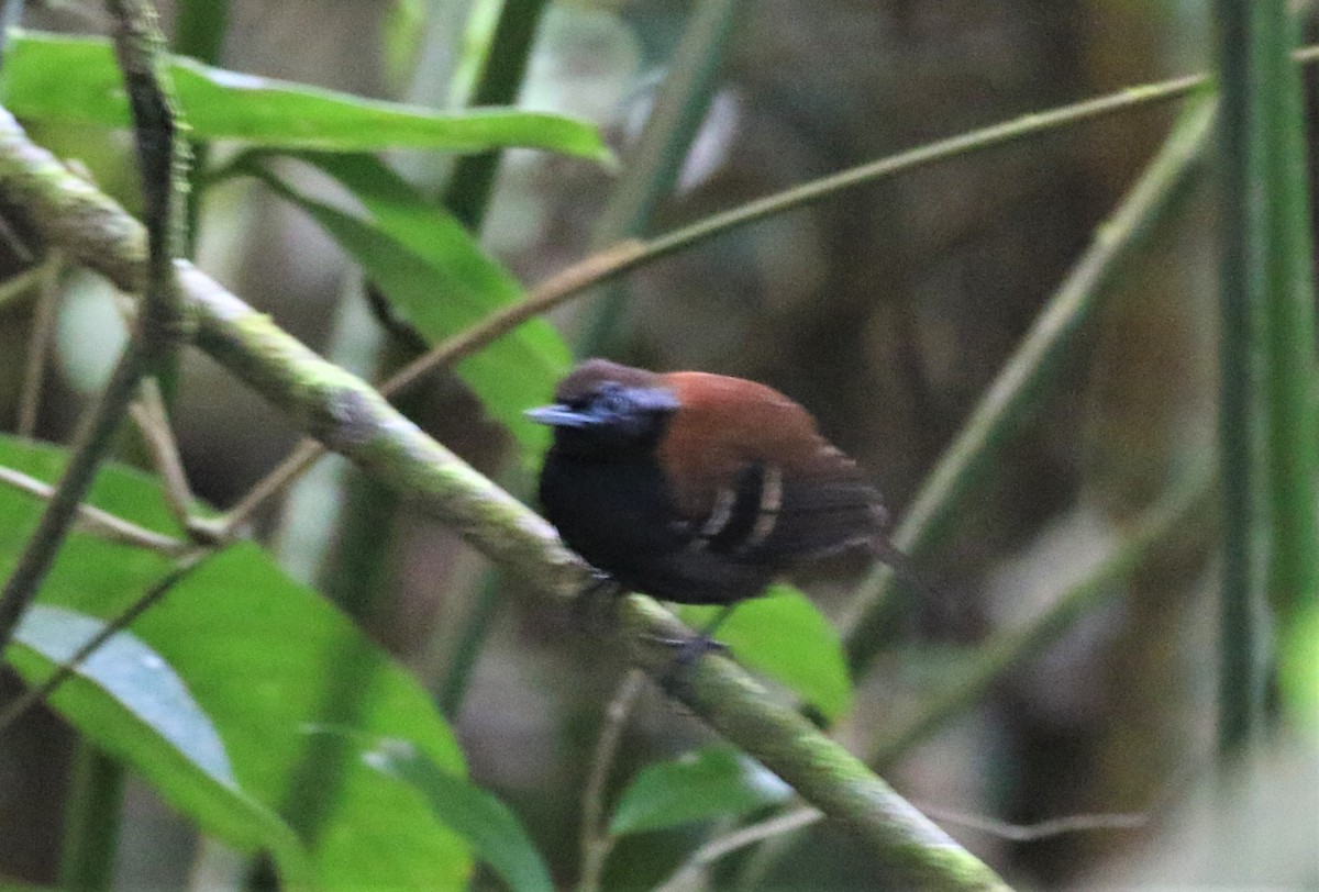 Cordillera Azul Antbird - ML640631092