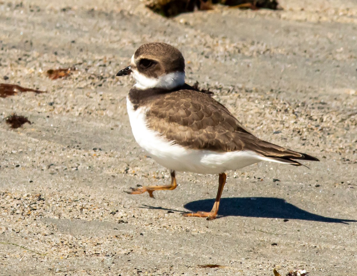 Semipalmated Plover - ML640631166