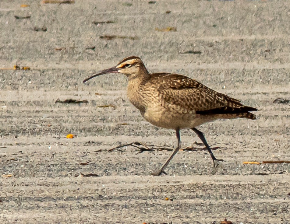 Hudsonian Whimbrel - ML640631189