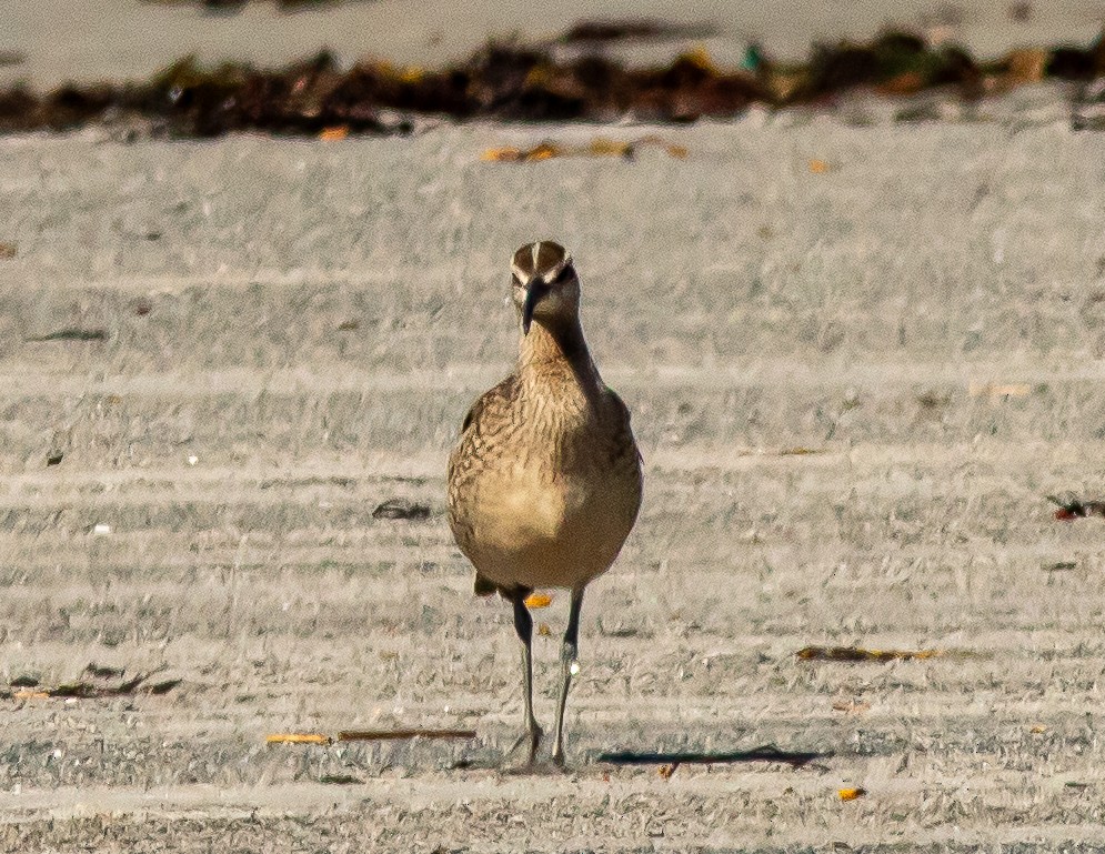 Hudsonian Whimbrel - ML640631193