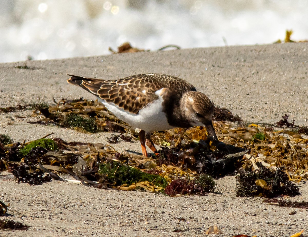 Ruddy Turnstone - ML640631204
