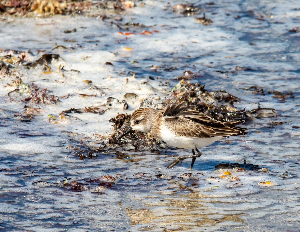 Semipalmated Sandpiper - ML640631210