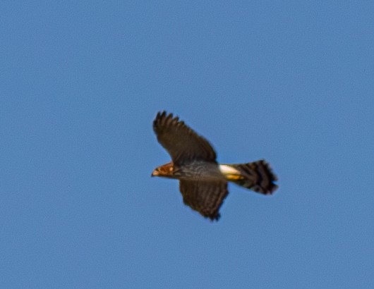 Cooper's Hawk - ML640631217